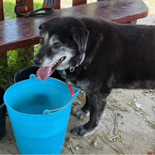 NELLY, Hund, Mischlingshund in Kroatien - Bild 11