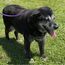 NELLY, Hund, Mischlingshund in Kroatien - Bild 5