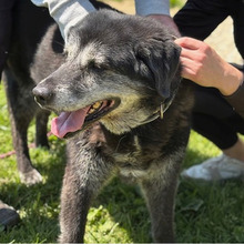 NELLY, Hund, Mischlingshund in Kroatien - Bild 6