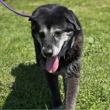 NELLY, Hund, Mischlingshund in Kroatien - Bild 7