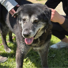 NELLY, Hund, Mischlingshund in Kroatien - Bild 9