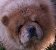 JOHNY, Hund, Chow Chow in Ungarn - Bild 1