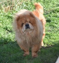 JOHNY, Hund, Chow Chow in Ungarn - Bild 2