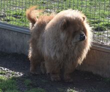 JOHNY, Hund, Chow Chow in Ungarn - Bild 3