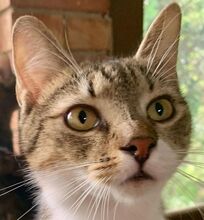 GABRIEL, Katze, Hauskatze in Ungarn - Bild 1