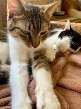 GABRIEL, Katze, Hauskatze in Ungarn - Bild 2
