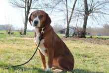 BALOU, Hund, Mischlingshund in Hagen - Bild 1