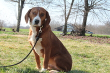 BALOU, Hund, Mischlingshund in Hagen - Bild 2