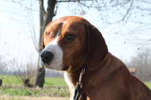 BALOU, Hund, Mischlingshund in Hagen - Bild 3