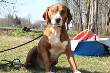 BALOU, Hund, Mischlingshund in Hagen - Bild 4