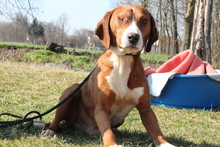 BALOU, Hund, Mischlingshund in Hagen - Bild 5