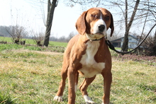 BALOU, Hund, Mischlingshund in Hagen - Bild 6