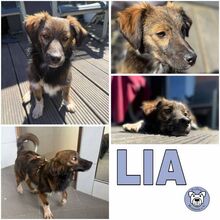 LIA, Hund, Mischlingshund in Strande - Bild 1