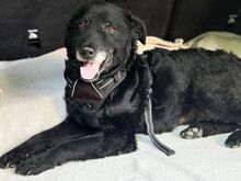DARIAN, Hund, Mischlingshund in Hagen - Bild 1