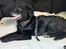 DARIAN, Hund, Mischlingshund in Hagen - Bild 2