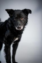 DARIAN, Hund, Mischlingshund in Hagen - Bild 3