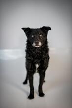 DARIAN, Hund, Mischlingshund in Hagen - Bild 5