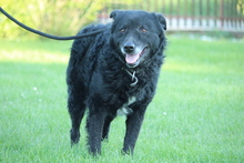 DARIAN, Hund, Mischlingshund in Hagen - Bild 1