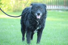 DARIAN, Hund, Mischlingshund in Hagen - Bild 2