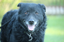 DARIAN, Hund, Mischlingshund in Hagen - Bild 3