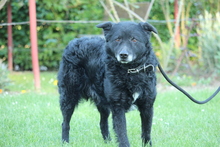 DARIAN, Hund, Mischlingshund in Hagen - Bild 4