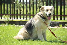 BELLA, Hund, Mischlingshund in Hagen - Bild 1