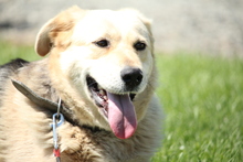 BELLA, Hund, Mischlingshund in Hagen - Bild 2