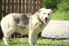 BELLA, Hund, Mischlingshund in Hagen - Bild 4