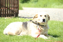BELLA, Hund, Mischlingshund in Hagen - Bild 5