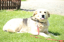 BELLA, Hund, Mischlingshund in Hagen - Bild 6