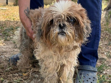 BELLA, Hund, Shih Tzu-Mix in Malta - Bild 1