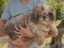 BELLA, Hund, Shih Tzu-Mix in Malta - Bild 2