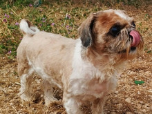 BELLA, Hund, Shih Tzu-Mix in Malta - Bild 3