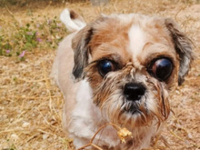 BELLA, Hund, Shih Tzu-Mix in Malta - Bild 4