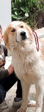CESARE, Hund, Mischlingshund in Italien - Bild 2