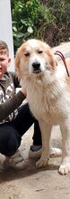 CESARE, Hund, Mischlingshund in Italien - Bild 3