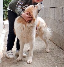 CESARE, Hund, Mischlingshund in Italien - Bild 4
