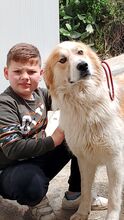 CESARE, Hund, Mischlingshund in Italien - Bild 5
