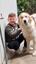 CESARE, Hund, Mischlingshund in Italien - Bild 6