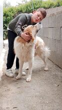 CESARE, Hund, Mischlingshund in Italien - Bild 7