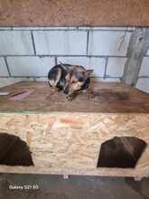 TOIVO, Hund, Mischlingshund in Rumänien - Bild 5