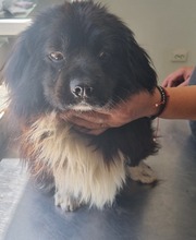 JOKER, Hund, Mischlingshund in Rumänien - Bild 1