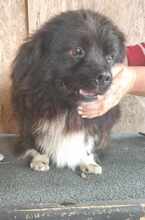 JOKER, Hund, Mischlingshund in Rumänien - Bild 2