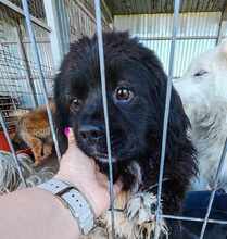JOKER, Hund, Mischlingshund in Rumänien - Bild 3
