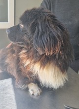 JOKER, Hund, Mischlingshund in Rumänien - Bild 6
