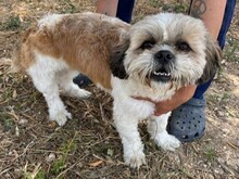POSH, Hund, Shih Tzu-Mix in Malta - Bild 1