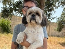 POSH, Hund, Shih Tzu-Mix in Malta - Bild 2