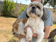 POSH, Hund, Shih Tzu-Mix in Malta - Bild 5