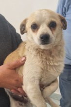 NINO, Hund, Mischlingshund in Rumänien - Bild 1