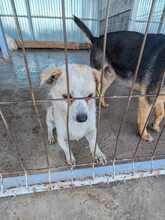 NINO, Hund, Mischlingshund in Rumänien - Bild 2